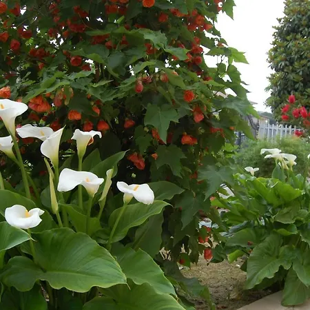 La Tartaruga Bed & Breakfast